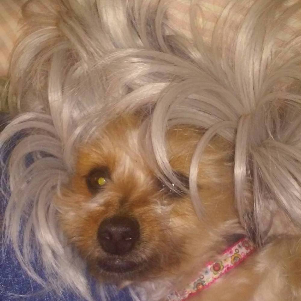 Meet your Posher, Bonnie
